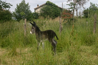De dieren op le Petit paradis